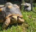 Redfoots : pair approx 10 years old (Redfoot pair)